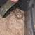 Hognose snakes 3 thumbnail