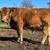 4 Beef Steers 2 thumbnail