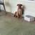 Brown nose and blue pit bulls 5 thumbnail