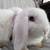 Holland Lop Bunnies Born 8/20/25 14 thumbnail