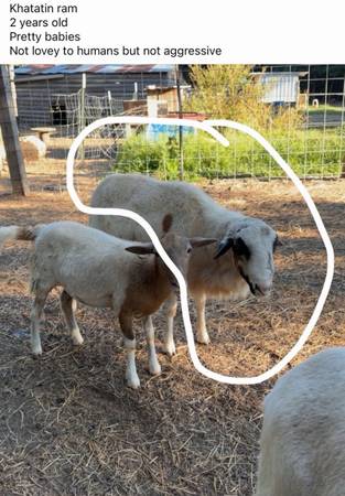 Ram 1
