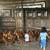 Laying hens 4 thumbnail