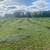 ORCARD GRASS 1 thumbnail