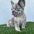 Fluffy frenchie 1 thumbnail