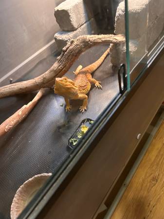 bearded dragon (Lincoln)63857444731649123