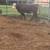 3 year old polled hereford bull 2 thumbnail