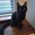 Black Kitten 9 thumbnail