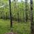 N10095 Woodland Lane 2 thumbnail