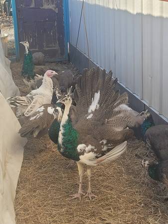 India Blue Peacocks 1