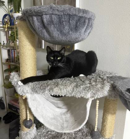 Female cat