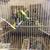 Parakeets 3 thumbnail