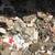 JUNK/GARBAGE REMOVAL”24/7 clean out service 30FT truck”631 707-4313” 10 thumbnail