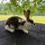 Rex rabbits 3 thumbnail