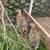 Ringnecks Pheasants - Various Ages 4 thumbnail