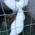 White muff bantam hatching eggs 2 thumbnail