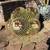 Golden barrels cactus 3 thumbnail
