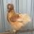 Silkie Chicks B1G1 6 thumbnail