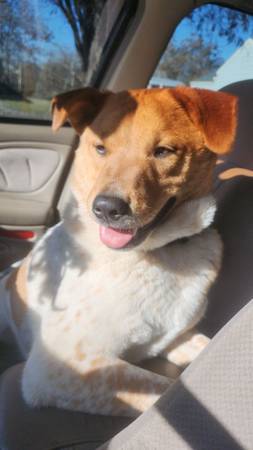 koda bear (Pasco)63922852646403124