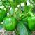 Super Sweet Green Bell Pepper Seeds(1 pack left) 1 thumbnail