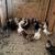 Pigeons 1 thumbnail
