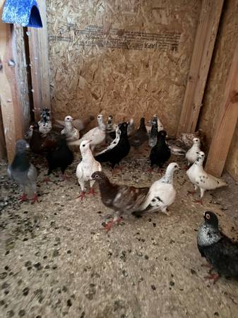 Pigeons 1