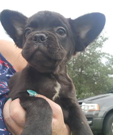 Male Fluffy Frenchies (Weirsdale)63687882992129124