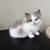 Adorable ragdoll cats $275$:, 1 thumbnail