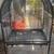 2 bird cages 1 thumbnail