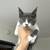 Maine Coon x Scottish mix kittens 2 thumbnail