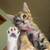 Kittens 8 thumbnail