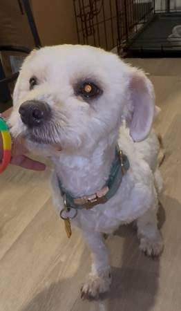 Maltipoo rehoming (San Francisco)63473547724547129