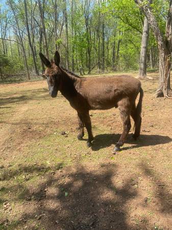 Jack Donkey 1