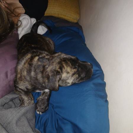 Cachorro macho Brindle Pitbull (Capital Hill)63869711594755124