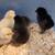 CHICKS/POLLITOS 5 thumbnail