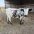 Angus longhorn cross cows 1 thumbnail
