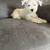 Miniature schnauzer 1 thumbnail