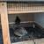Coturnix Quail Hens 3 thumbnail