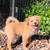 Rehoming 12 week old Pomeranian/French Brittany mix 3 thumbnail