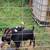 Boer doeling 1 thumbnail