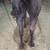Breeding 2026 AQHA Blue Roan Stallion RN/RN 4 thumbnail