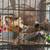 Ringneck doves 1 thumbnail
