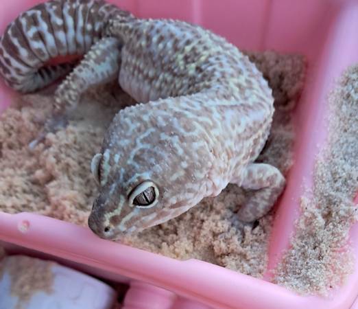 Male & female Leopard Geckos available, together or separate (Warner Robins, Middle GA)63922482080003123