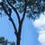 RIKY PROFESSIONAL🌳 TREE SERVICE🌲 & LANDSCAPING🍁🌷. 13 thumbnail
