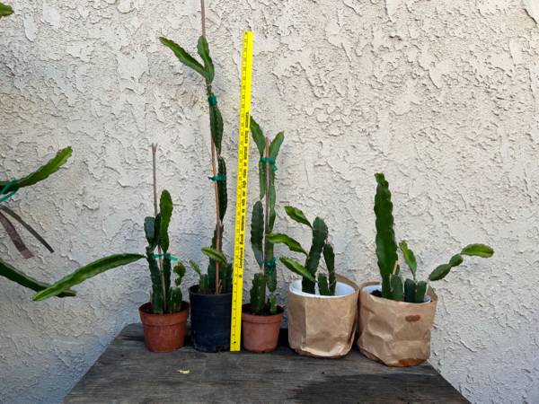 Dragon Fruit Plants 1