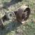 Vintage Belt driven farm implement pulley and belts 3 thumbnail