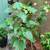 Abutilon, flowering maple 1 thumbnail