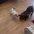 American Bully for sale female $3500 11 thumbnail