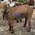 Boer goat does 4 thumbnail