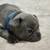 Rehoming French bulldog puppies 5 thumbnail