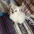 3 Sweet 8-Week-Old Kittens Looking for Loving Forever Homes (Orlando) 3 thumbnail